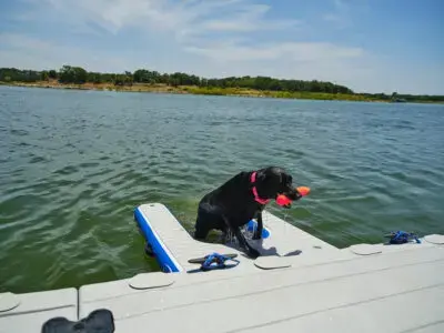 EZ Dock inflatable dog ramp with dog climbing out of the water
